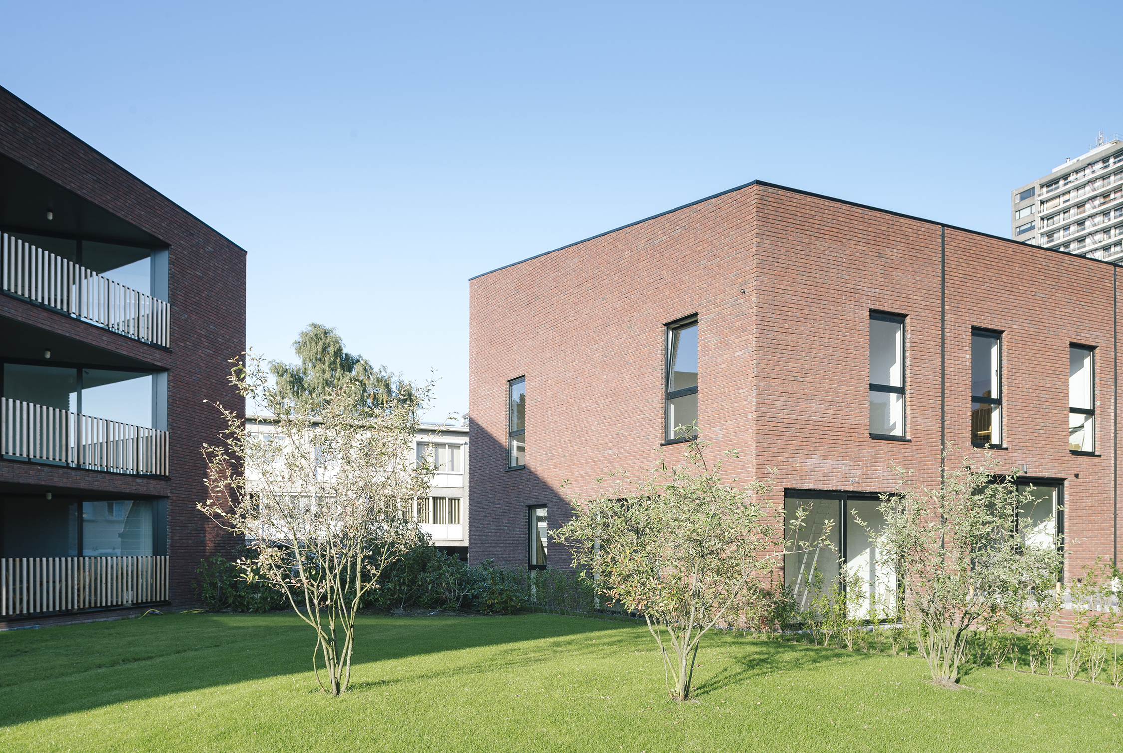 Mimosa Copyright Olmo Peeters 02